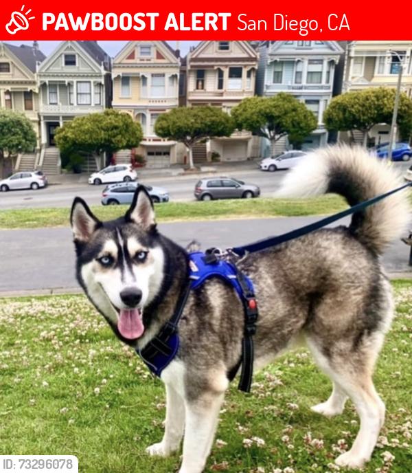 Lost Male Dog last seen Maitland Ave 92154, San Diego, CA 92154
