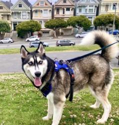 Lost Male Dog last seen Maitland Ave 92154, San Diego, CA 92154