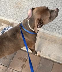 Reunited Female Dog last seen Publix, Loughman, FL 33896