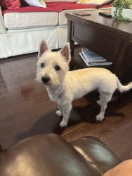 Reunited Female Dog last seen Blackjack Road in Argo, Trussville, AL 35173