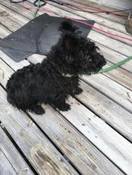 Reunited Male Dog last seen East Martintown Rd, Edgefield County, SC 29860