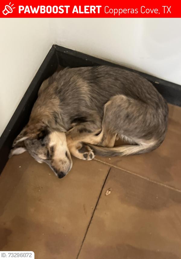 Lost Male Dog last seen North main and truman, Copperas Cove, TX 76522