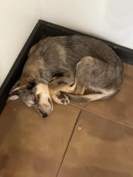 Lost Male Dog last seen North main and truman, Copperas Cove, TX 76522