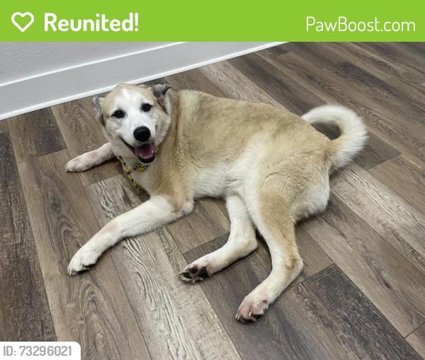 Reunited Male Dog last seen Dollar General at N Elm and W Windsor Dr, Denton, TX 76207