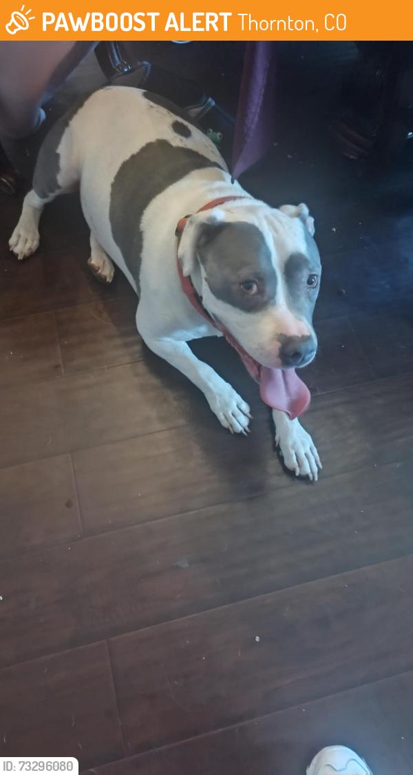 Found/Stray Male Dog last seen 120th and Colorado Blvd, Thornton, CO 80233