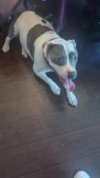 Found/Stray Male Dog last seen 120th and Colorado Blvd, Thornton, CO 80233