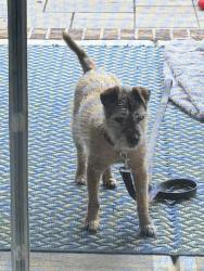Reunited Male Dog last seen Shiloh church and Adair Hoa, Cabarrus County, NC 28036