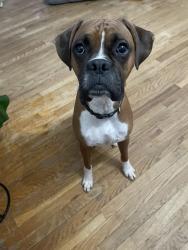 Reunited Male Dog last seen MacLand road, Marietta, GA 30064