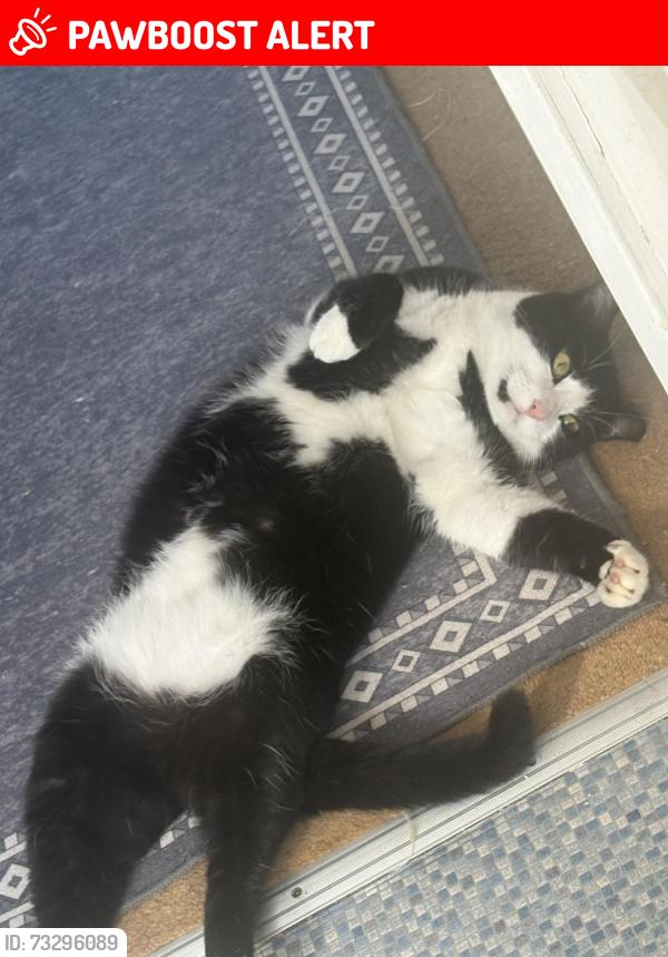Lost Male Cat last seen barrie drive, Larkfield, England ME20 6UG