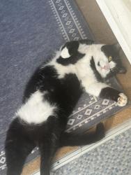 Lost Male Cat last seen barrie drive, Larkfield, England ME20 6UG
