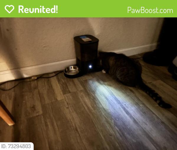 Reunited Male Cat last seen Shiloh Ave & University Ave, San Diego, CA 92105
