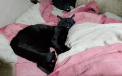 Lost Male Cat last seen EMEF Mário Marques de Oliveira, Prof., Jardim Copacabana, SP 04939-010