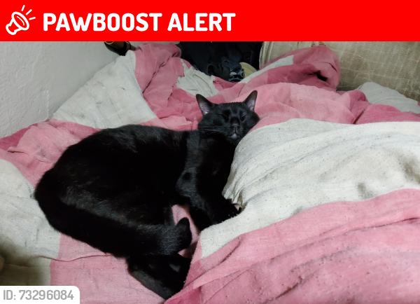Lost Male Cat last seen EMEF Mário Marques de Oliveira, Prof., Jardim Copacabana, SP 04939-010