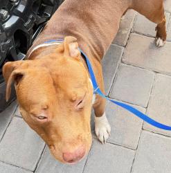 Reunited Male Dog last seen Publix, Loughman, FL 33896