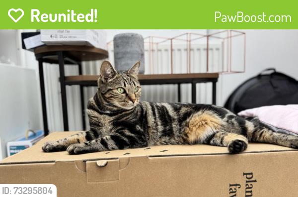 Reunited Female Cat last seen Cleevemount Road, Gloucestershire, England 