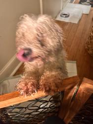 Found/Stray Male Dog last seen Near alling st, West Haven, CT 06516