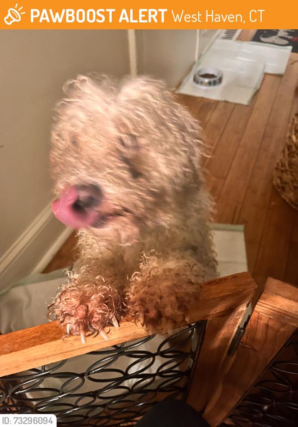 Found/Stray Male Dog last seen Near alling st, West Haven, CT 06516