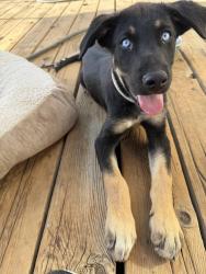 Found/Stray Male Dog last seen Lilac and Verbena, Adelanto, CA 92301