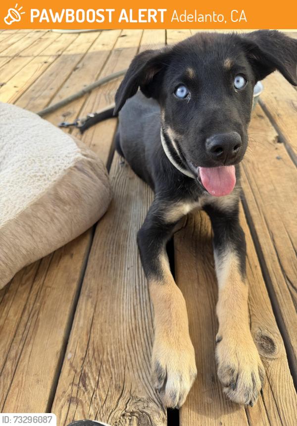 Found/Stray Male Dog last seen Lilac and Verbena, Adelanto, CA 92301