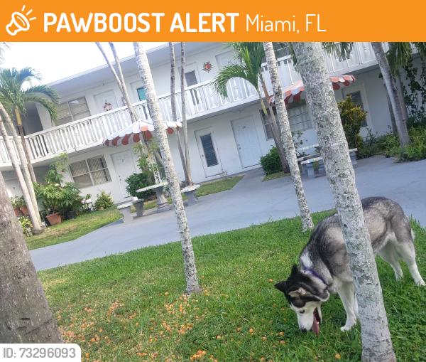 Found/Stray Unknown Dog last seen Flagler lejune, Miami, FL 33126
