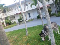 Found/Stray Unknown Dog last seen Flagler lejune, Miami, FL 33126