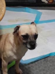 Reunited Female Dog last seen Alda Rd se, Rio Rancho, NM 87124