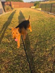 Reunited Male Dog last seen Morningstar Blvd & Kauffman Loop, Georgetown, TX 78628