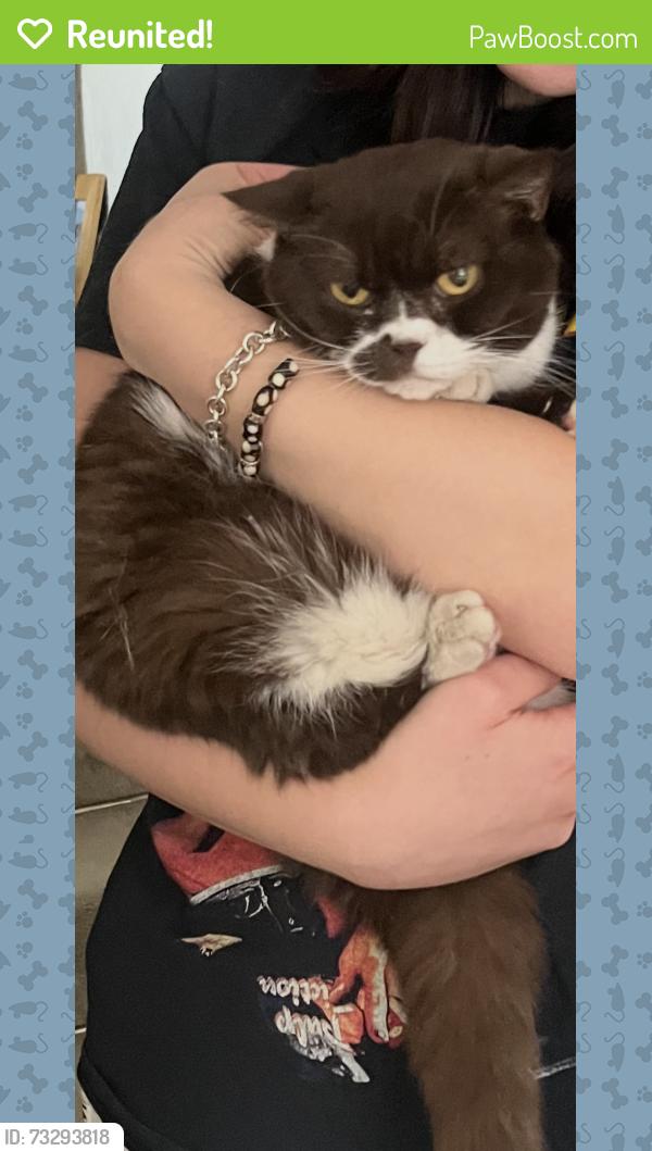 Reunited Female Cat last seen Methuen park, Greater London, England N10 2PX