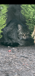 Found/Stray Female Cat last seen Pirate park, Bethany, OR 97229