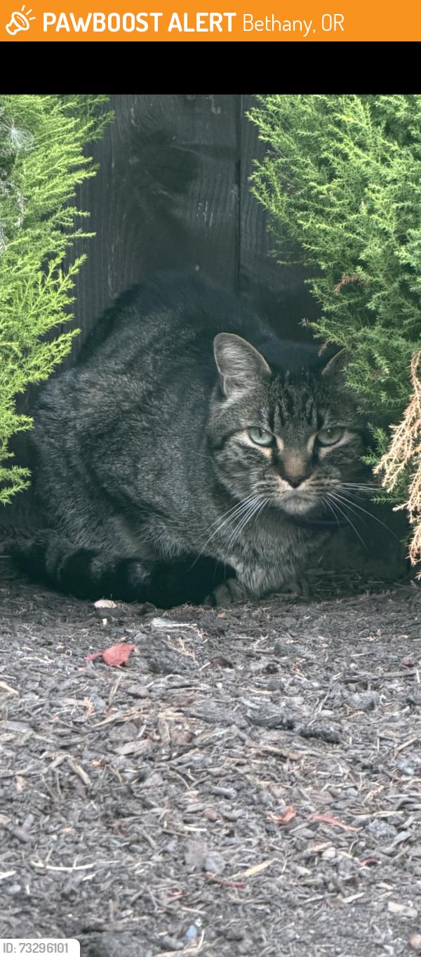 Found/Stray Female Cat last seen Pirate park, Bethany, OR 97229