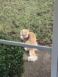 Found/Stray Unknown Cat last seen Lake Jeanette, Greensboro, NC 27455