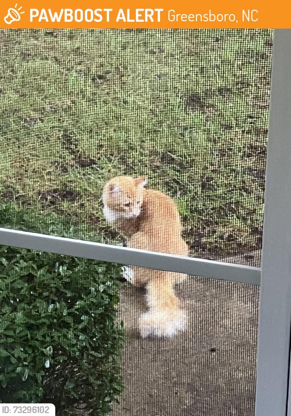 Found/Stray Unknown Cat last seen Lake Jeanette, Greensboro, NC 27455