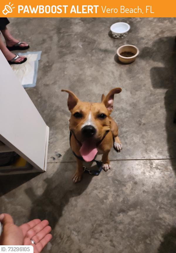 Found/Stray Female Dog last seen 58th and 37th in Vero Beach 32966, Vero Beach, FL 32960