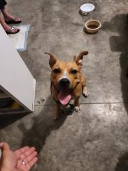 Found/Stray Female Dog last seen 58th and 37th in Vero Beach 32966, Vero Beach, FL 32960