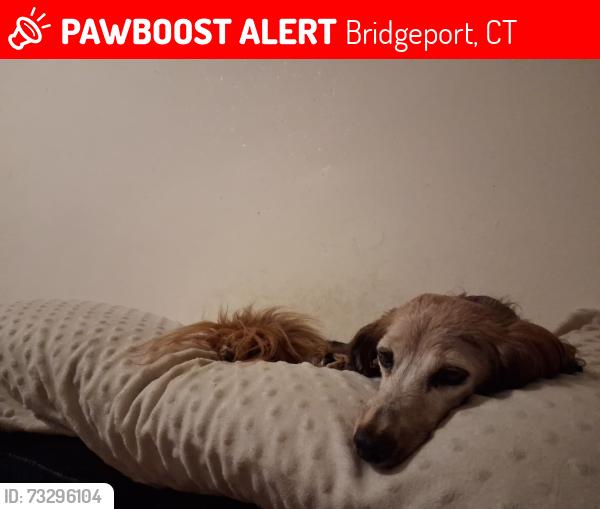 Lost Female Dog last seen William Street, Bridgeport, CT 06610