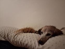 Lost Female Dog last seen William Street, Bridgeport, CT 06610