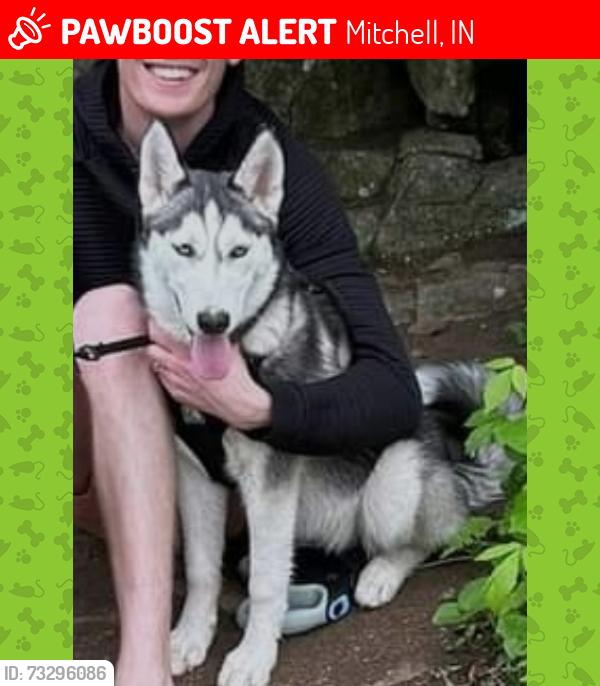 Lost Female Dog last seen Highway 50 & 60, Mitchell, IN 47446