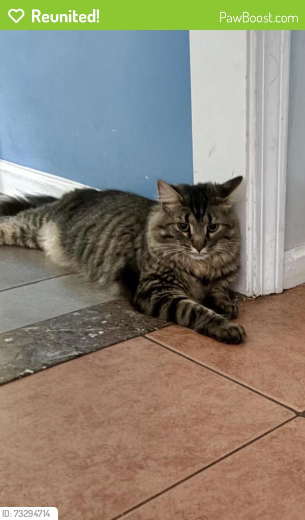 Reunited Male Cat last seen Near Berlin road Bolton ma, Bolton, MA 01740