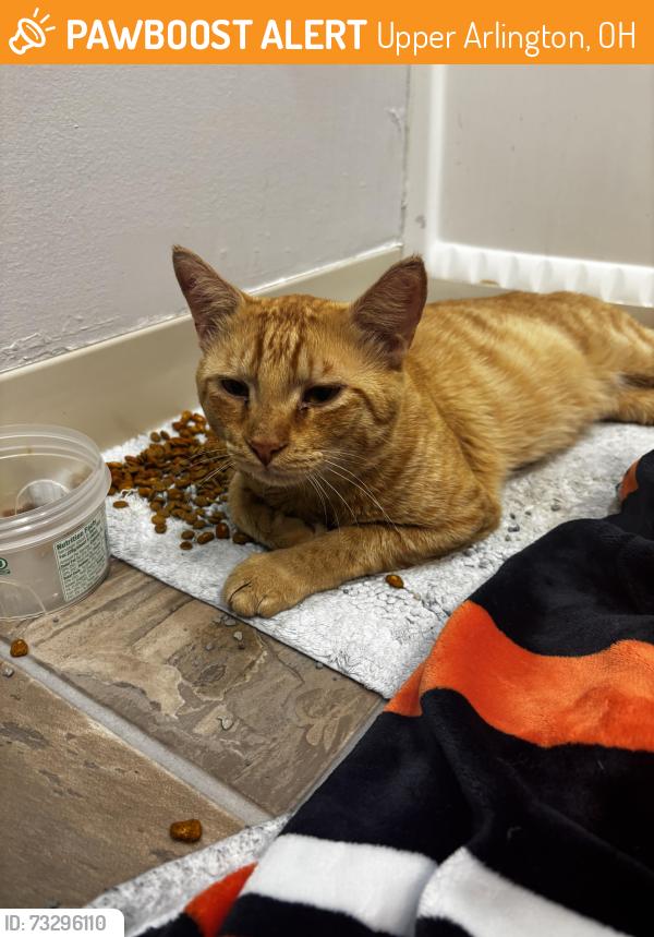 Found/Stray Male Cat last seen Reed rd and Lane rd, Upper Arlington, OH 43220