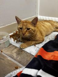 Found/Stray Male Cat last seen Reed rd and Lane rd, Upper Arlington, OH 43220