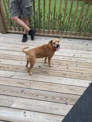 Found/Stray Female Dog last seen Skyline Dr and Campbell Rd, Warrior, AL 35180