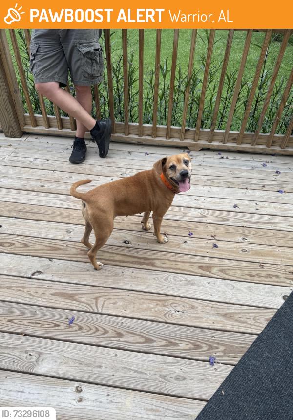 Found/Stray Female Dog last seen Skyline Dr and Campbell Rd, Warrior, AL 35180