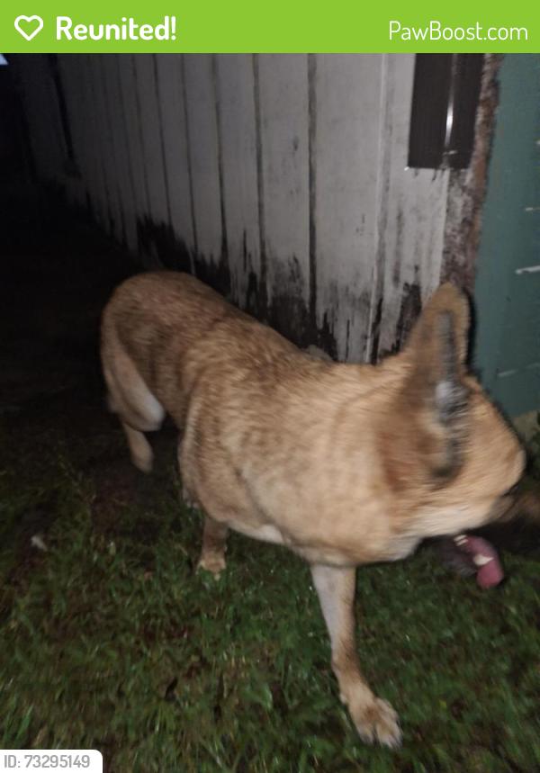 Reunited Female Dog last seen 6th Street and Daytona Ave, Daytona Beach, FL 32117