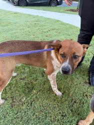 Shelter Stray Male Dog last seen CHARLOTTE, 8315 Byrum Dr, Charlotte, NC 28217, USA