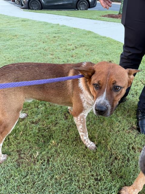 Shelter Stray Male Dog last seen CHARLOTTE, 8315 Byrum Dr, Charlotte, NC 28217, USA