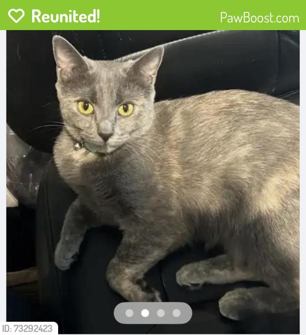Reunited Female Cat last seen Crosspointe neighborhood, Fairfax Station, VA 22039