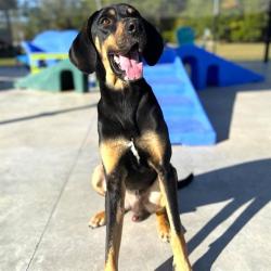 Shelter Stray Male Dog last seen COLLINS, 31078 LA-36, Lacombe, LA 70445, USA