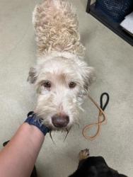 Shelter Stray Female Dog last seen COLLINS, 31078 LA-36, Lacombe, LA 70445, USA