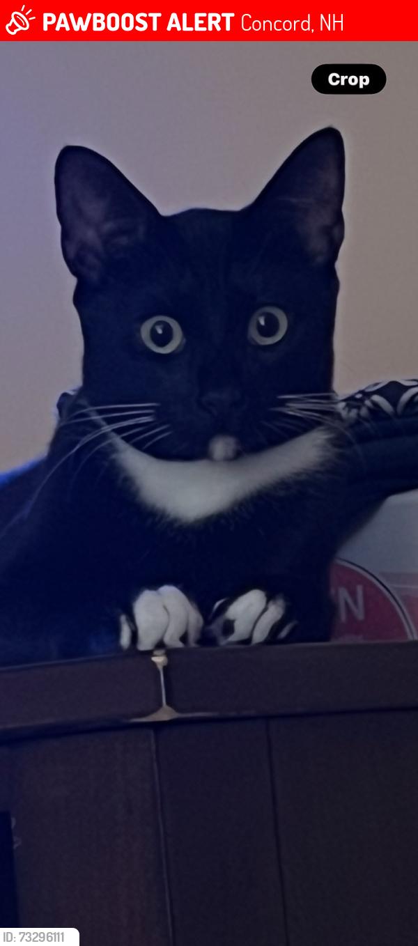 Lost Female Cat last seen Chiefs restaurant, Concord, NH 03303