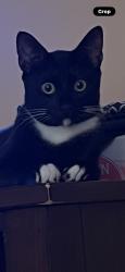 Lost Female Cat last seen Chiefs restaurant, Concord, NH 03303